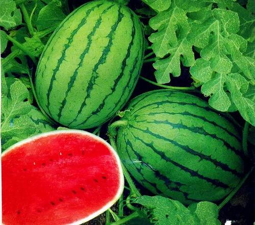 吃瓜昌乐,揭秘昌乐县美食文化盛宴