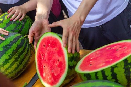 石狮海洋学校吃瓜,揭秘校园里的“瓜田”趣闻