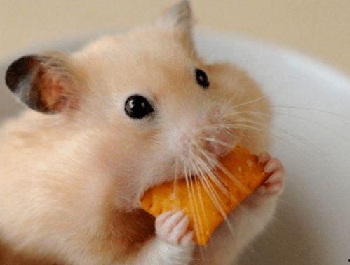 吃瓜大肥喵仓鼠,揭秘萌宠界的“网红”传奇