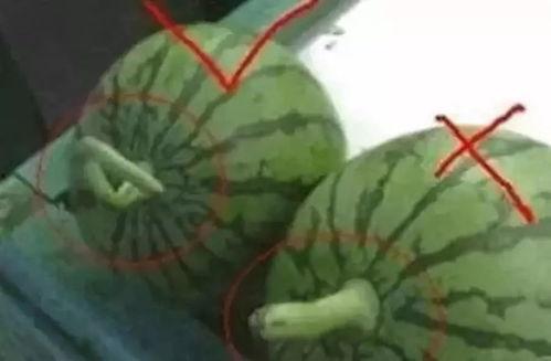 什么瓜可以做烟斗吃,揭秘哪些瓜果可化身烟斗佳肴