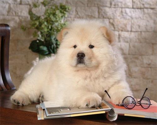 松狮犬吃哈密瓜吗,揭秘哈密瓜是否适宜