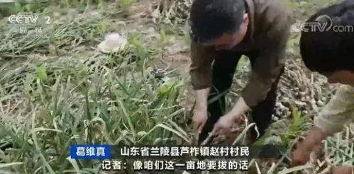 哈尔滨吃瓜老王视频,揭秘冰城街头美食传奇