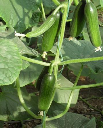 吃瓜照片配字大全,盘点那些搞笑又温馨的吃瓜照片瞬间