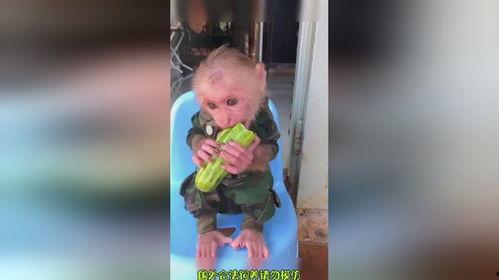 爱吃瓜吃货视频大全,吃货视频大全带你领略美味瞬间