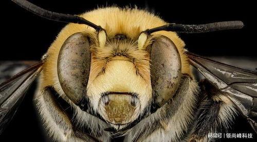 蜜蜂吃瓜会烂,蜜蜂吃瓜引发瓜果腐烂现象探究