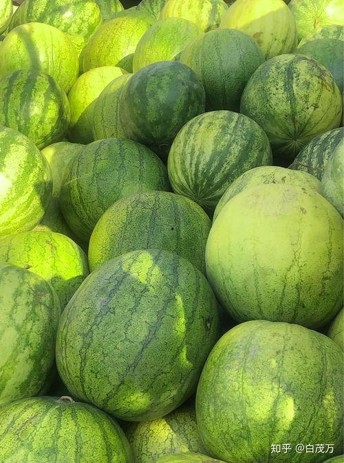 今年吃瓜特别多,瓜田里的狂欢盛宴