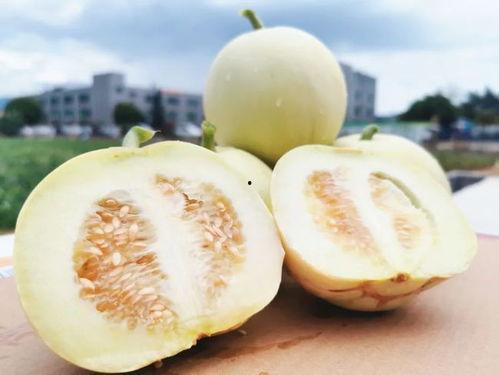 海里面吃瓜视频,揭秘海中“吃瓜”现象