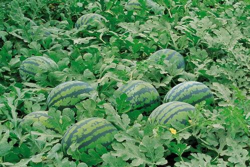 赵村吃瓜群,揭秘乡村生活百态