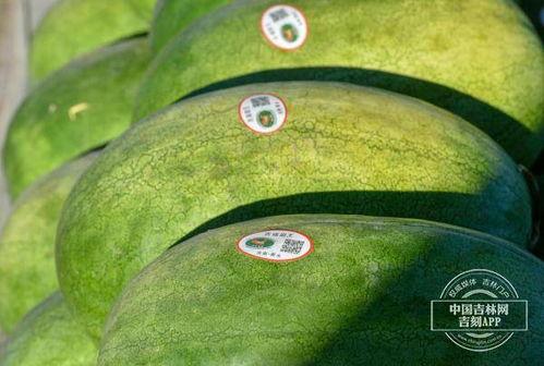 吃黑水瓜视频,视频揭秘其独特魅力与食用方法