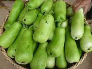 吃长葫芦瓜,探寻乡村风味佳肴